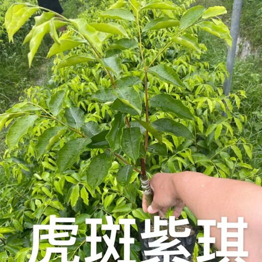 茂名奇楠沉香树