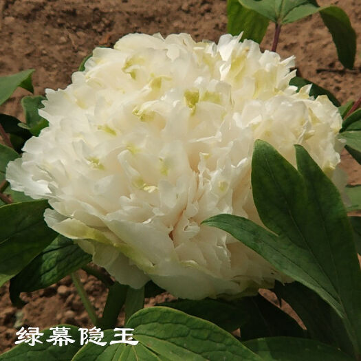 菏泽绿幕牡丹花苗盆栽地栽山东菏泽基地直销绿植庭院北方耐寒花卉