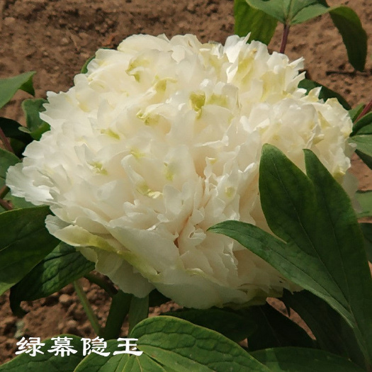 菏泽菏泽绿幕牡丹花苗盆栽地栽山东菏泽基地直销绿植庭院北方耐寒花卉