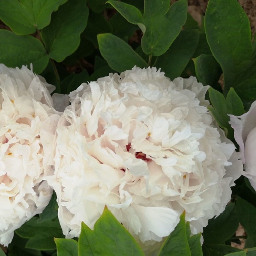 菏泽白雪塔正宗牡丹花苗盆栽地栽菏泽基地直销绿植庭院北方耐寒花卉