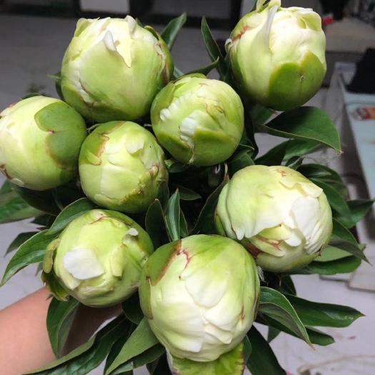菏泽冰清绿芍药重瓣大花浓香庭院室内外绿植耐寒地栽盆栽花卉菏泽直发