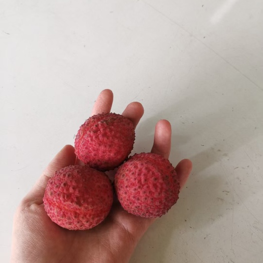 漳州福建蜜丁香 (荔枝王）