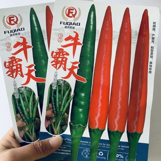 沭阳县牛霸天朝天椒种子 大果型朝天椒抗寒耐热高产椒硬 顺直