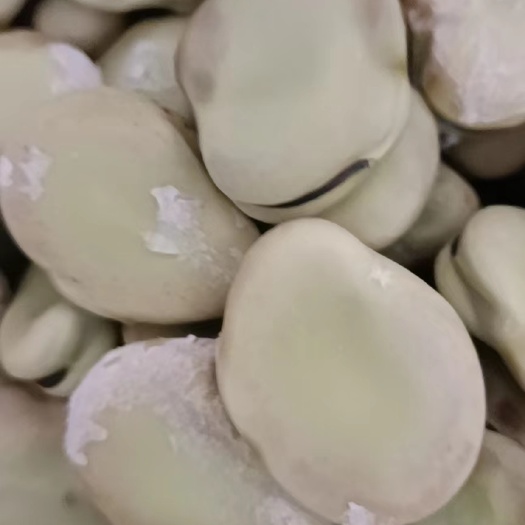 资阳日本大白皮大清蚕豆和子