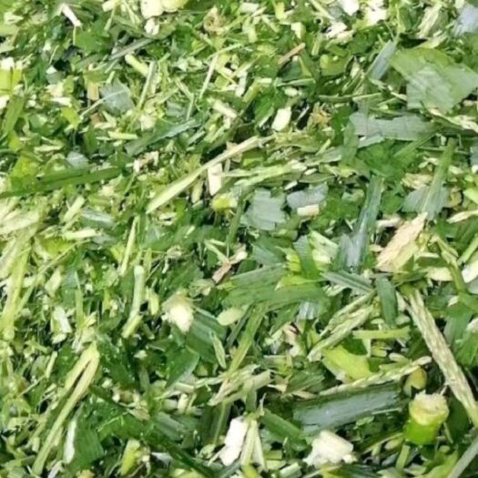 象州县青储草
