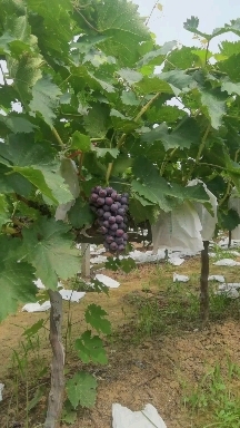 洛阳夏黑