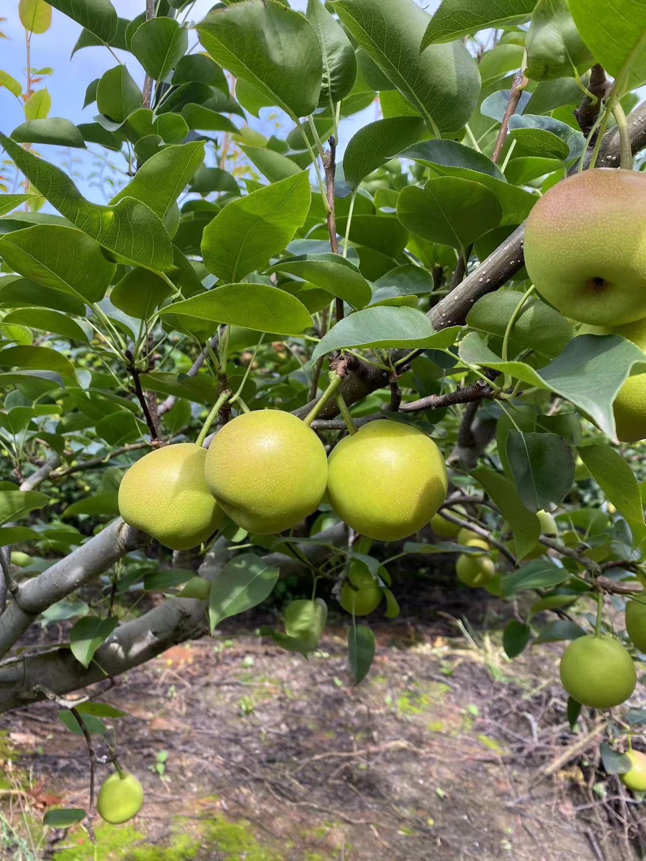 云南高原梨之乡，早白蜜，又名丁香梨，照片真实有效，现拍现照