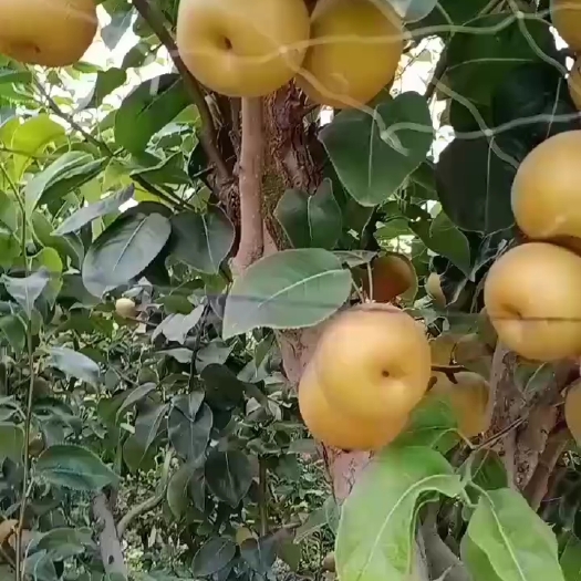 宁陵县圆黄梨