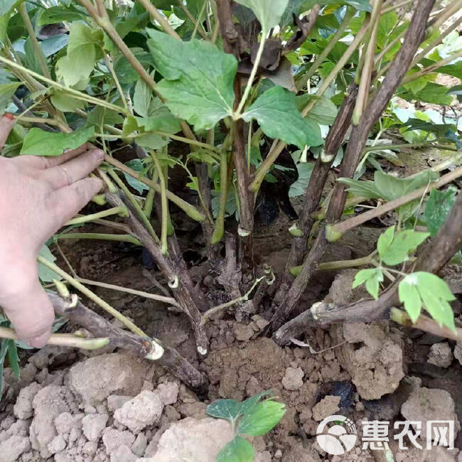 白雪塔牡丹花苗盆栽地栽菏泽基地直销绿植庭院北方耐寒花卉