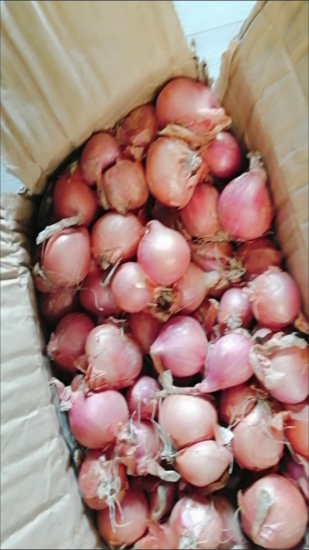 3公分以下东北毛葱珠葱鬼子葱红葱头洋蒜