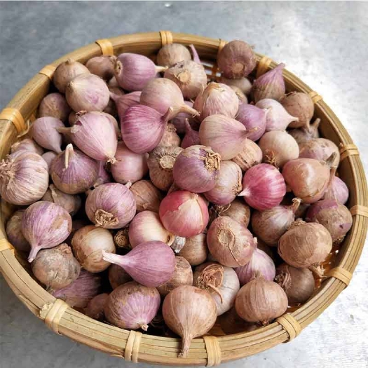 建昌县独头蒜