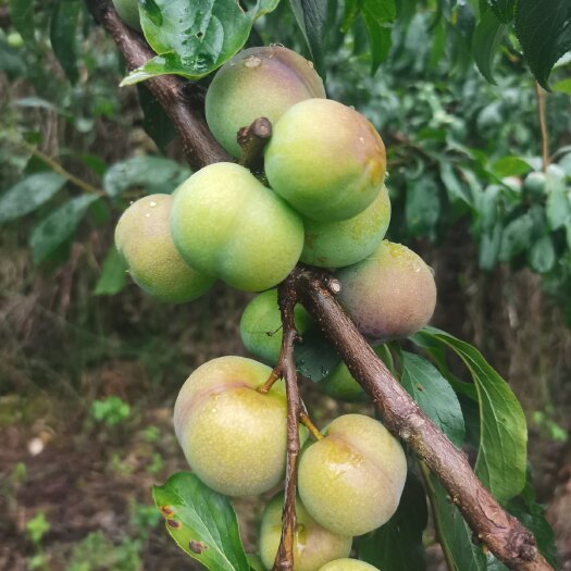 汉源县四川半边红李子大量上市，价格美丽，量大从优，需要的联系