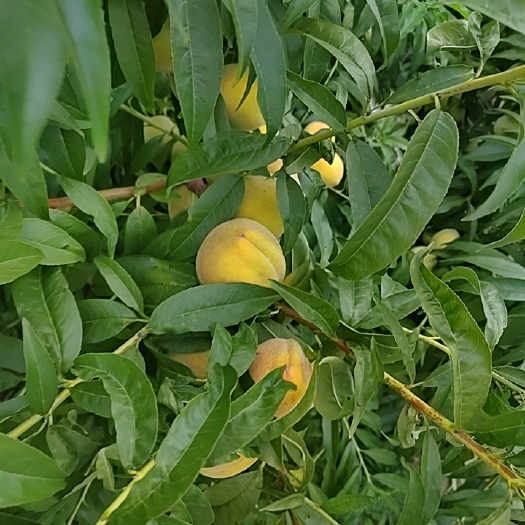 曹县黄桃量大量大