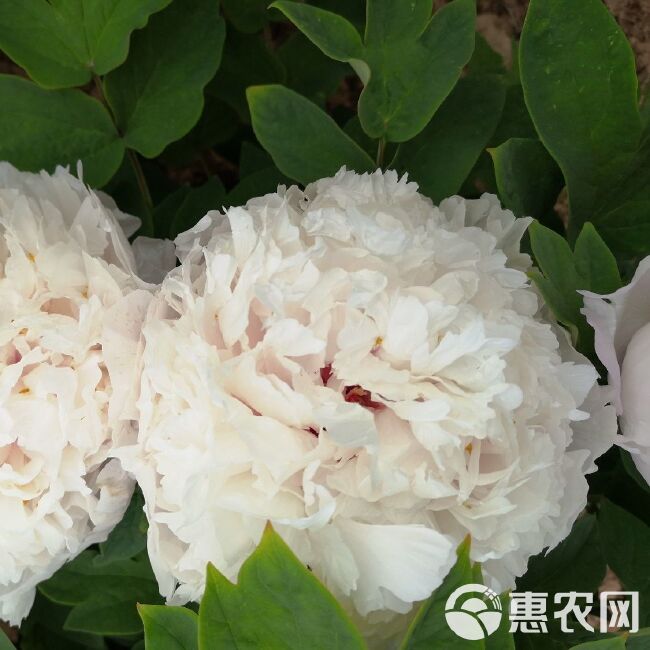 白雪塔牡丹花苗盆栽地栽菏泽基地直销绿植庭院北方耐寒花卉