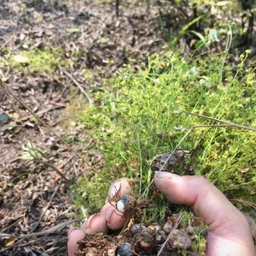 赫章县地下明珠，毛膏菜，陈伤子