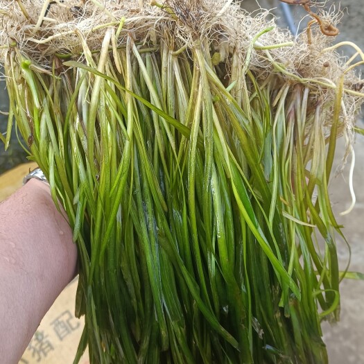 鹿寨县大量供应各种优质沉水、挺水植物