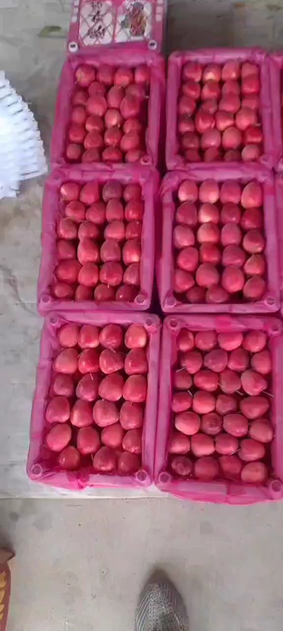 西丰县鸡心果，锦绣海棠，产量大，适合南北方市场，可出口贸易