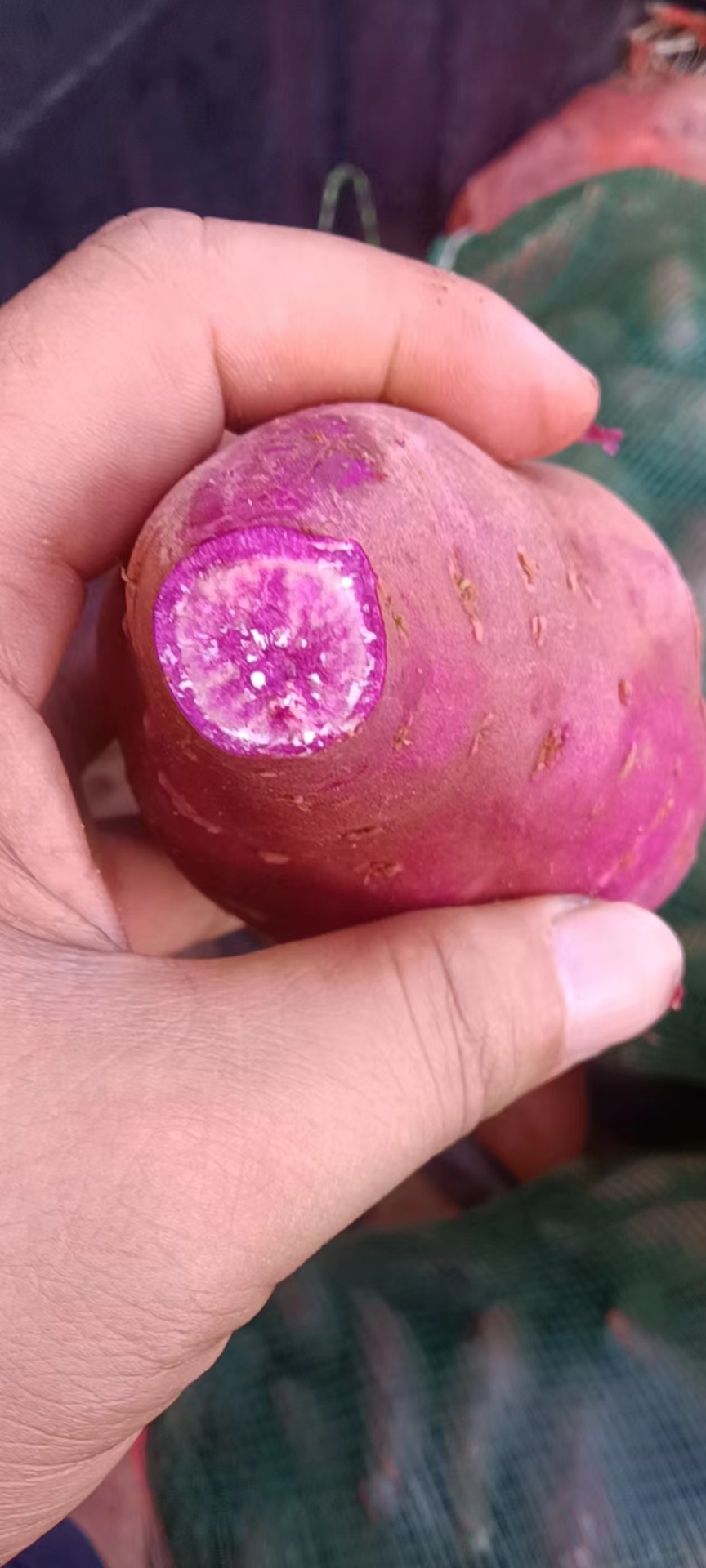 番薯，各种都有！