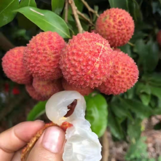 正宗麻垌荔枝