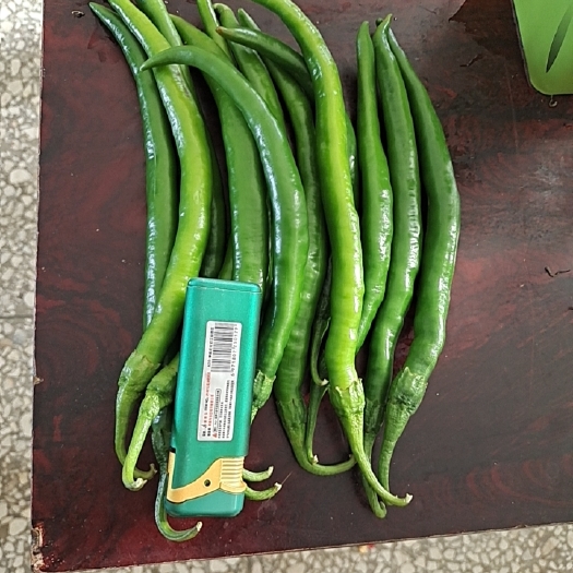新野县大量青线椒