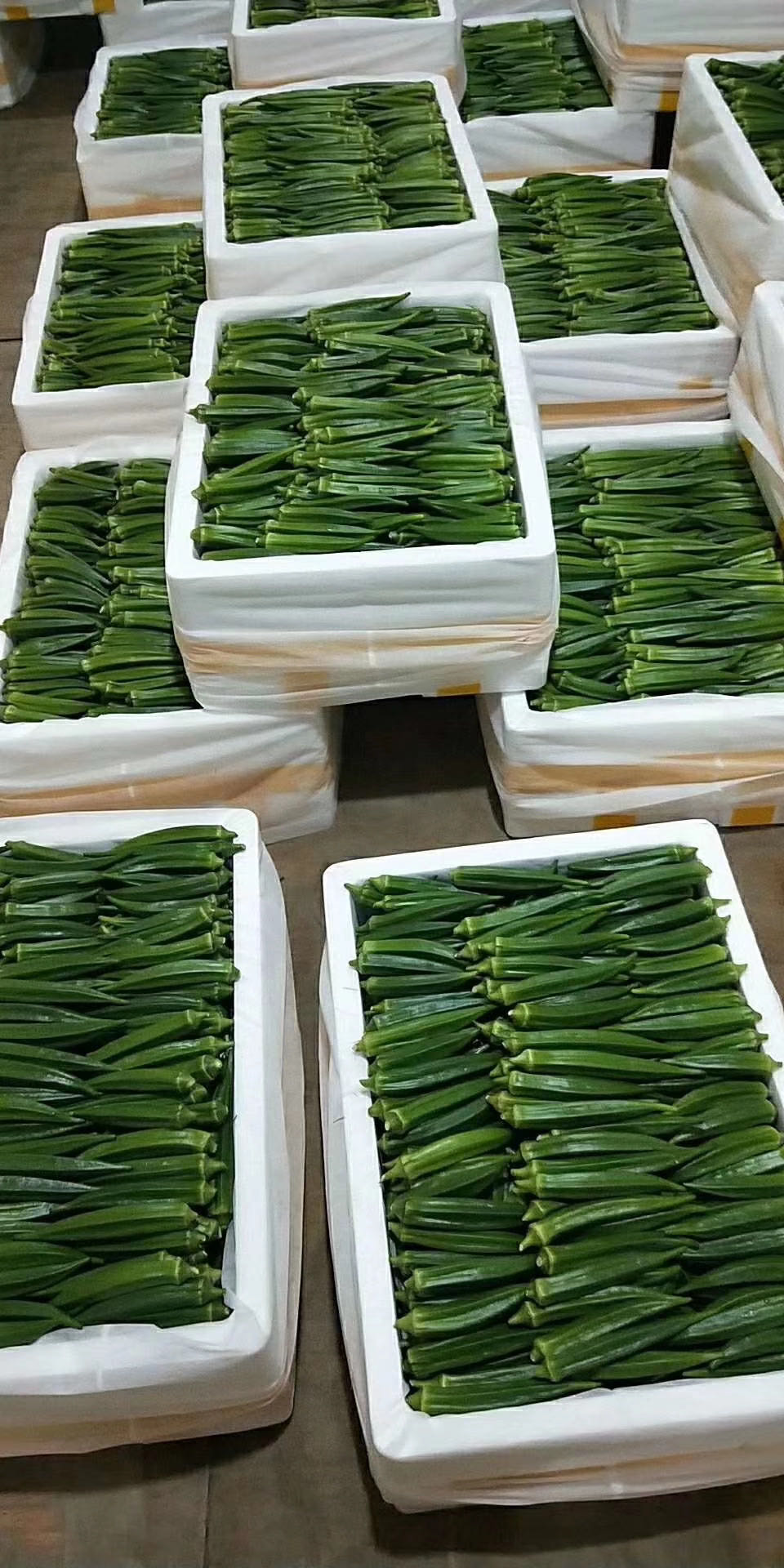 漳州黃秋葵水果型  種植大戶 自家凍庫收購 支持全國物流發貨