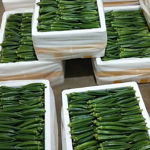 漳州黄秋葵水果型  种植大户 自家冻库收购 支持全国物流发货