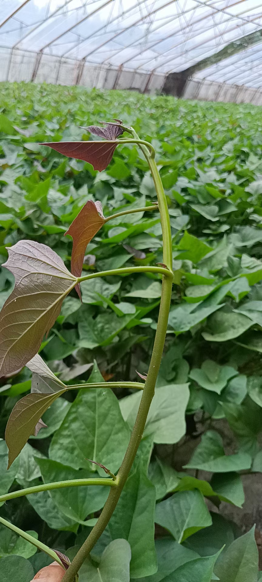 一年四季提供脫毒紅薯組培苗，馴化苗，組培穴盤擴繁苗，生產(chǎn)用苗