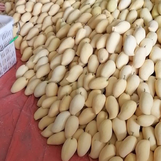 金黄芒，鹰嘴，热农