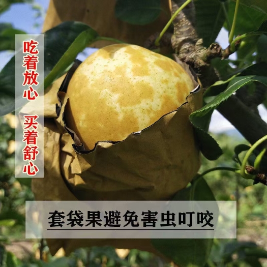 翠冠梨！罗霄山脉大山里的水果
皮薄多汁  翠甜爽口
