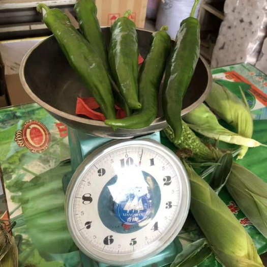 大牛角椒、(尖椒)品质保证基地常年提供现苗