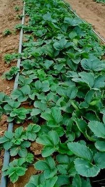 泰安品种草莓苗