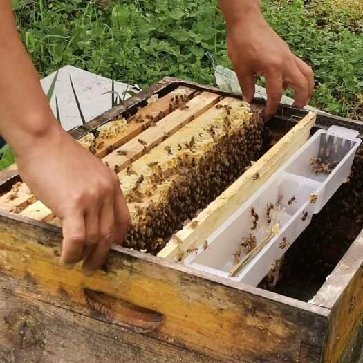 六盘水蜂蜜，百花蜜，贵州土蜂蜜