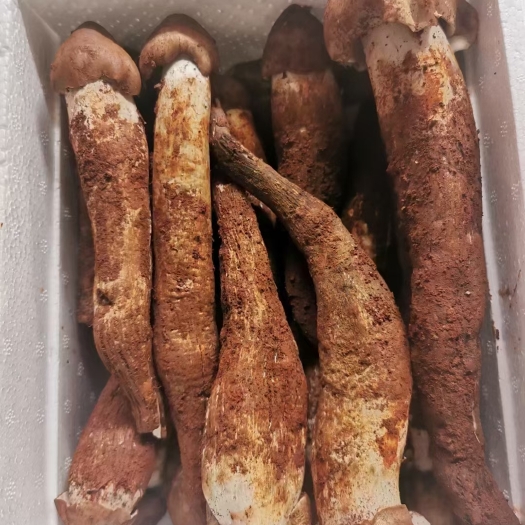 南华县鸡纵 荔枝菌 野生菌