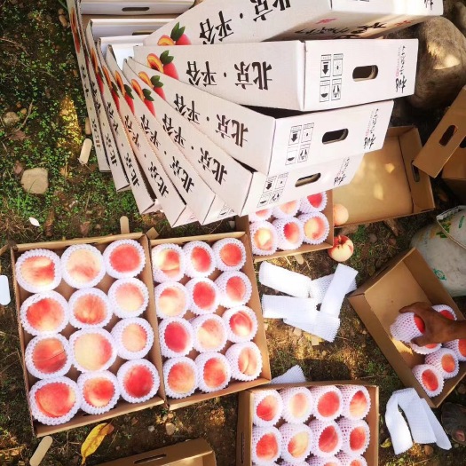 北京平谷大桃产地直发，可邮寄，可以现场批发，