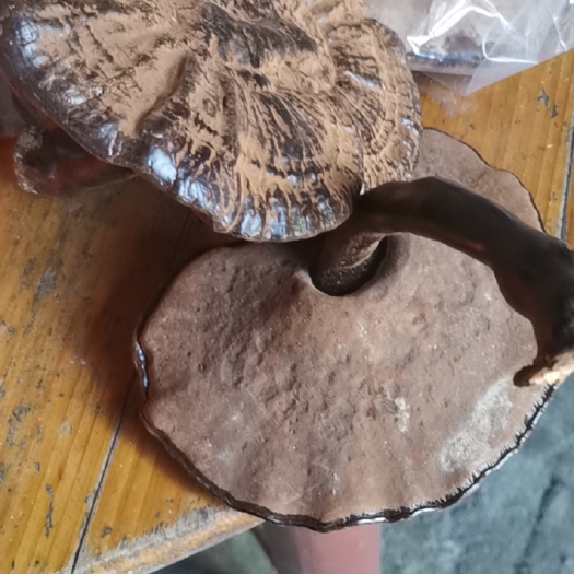 宜黄县灵芝