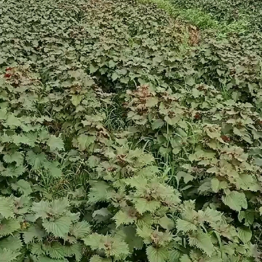 贵港紫苏