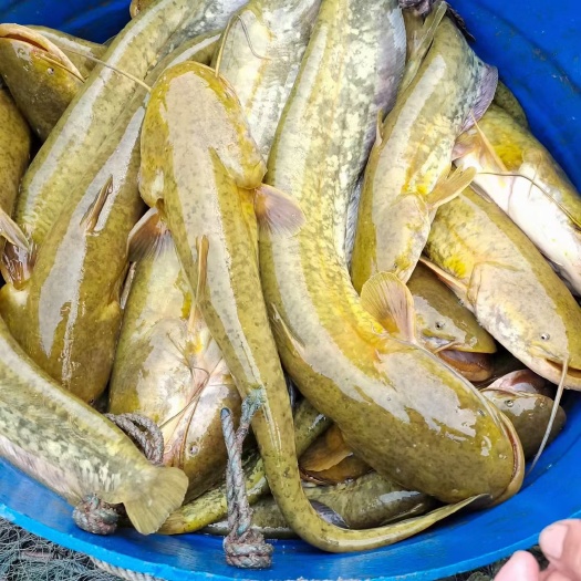 大邑县大口鲶鱼