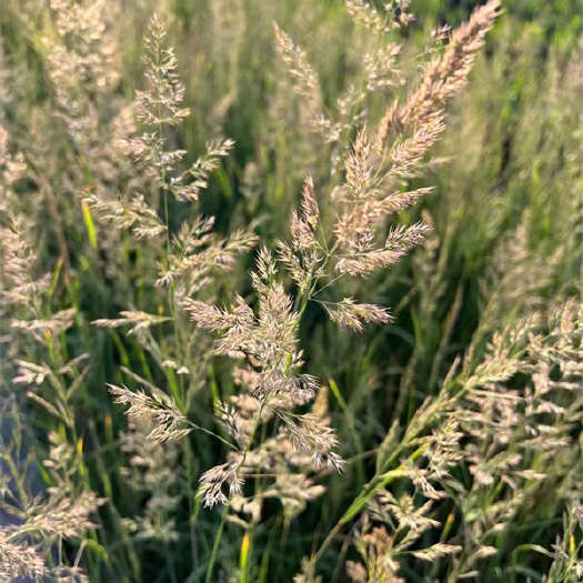 北京卡尔拂子茅基地直销，拂子茅种植基地