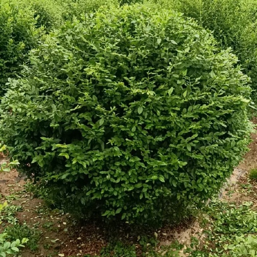 周至县小叶女贞球   冠幅100厘米   ~180