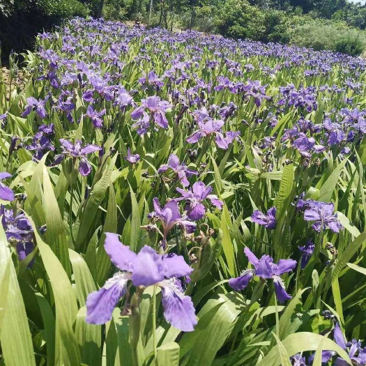 潢川县鸢尾 花鸢尾 紫花鸢尾苗圃自产自销价格便宜稳定货源真实可靠