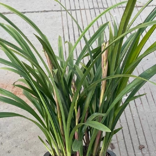 昆明庭院观赏花、绿叶景观盆栽