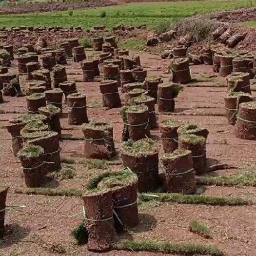 渠县草坪
