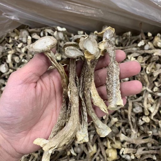 羅定市【精選鹿茸菇】