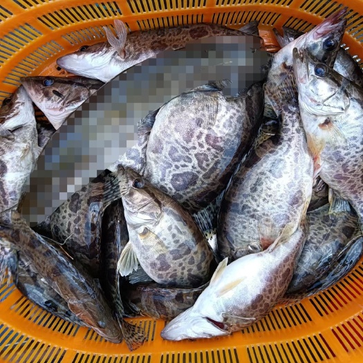 天峨县肥美桂鱼 少量出水 鲜活供应