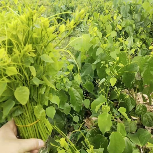 开平市姑娘菜（赤苍藤）