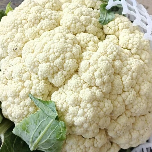 宿州花菜各类茄子冬瓜西瓜，荷兰15土豆