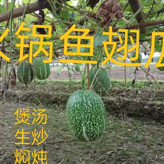 火锅鱼翅瓜