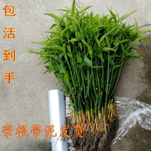 阳春市忧遁草苗 黎王草优顿草优盾草 鳄嘴花苗