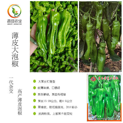 墨玉薄皮大泡椒辣椒种子 河南豫艺高产芜湖椒皱皮椒苏椒四季辣椒