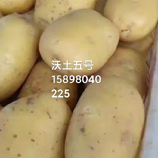 昌图县土豆